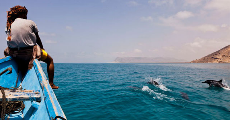 Delfines en Socotra - Sara Janini (Ocho Leguas)