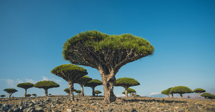 Dracanea cinnabari - Lomoody (Flickr)