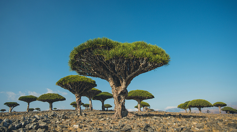 Dracanea cinnabari - Lomoody (Flickr)