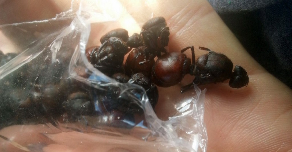 Hormigas culonas. ilf_, Foter