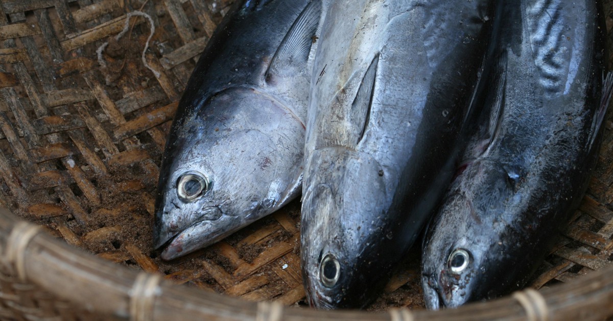 Caballa. Yuht (Thuy Nguyen), Foter