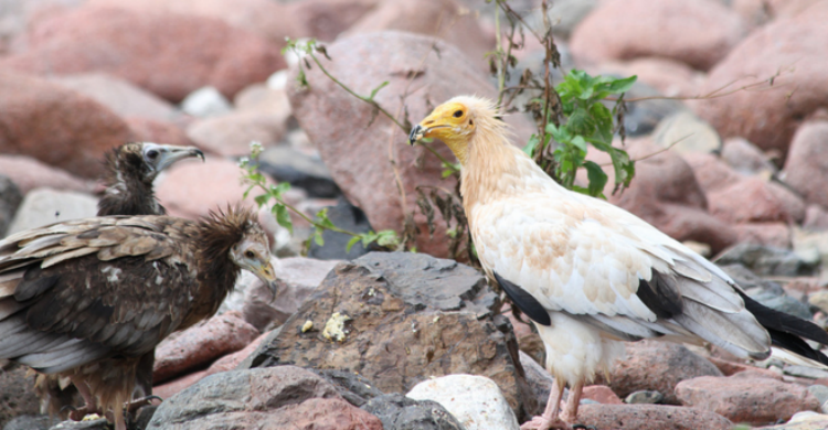 Socotra - Keith&Denise (Flickr)