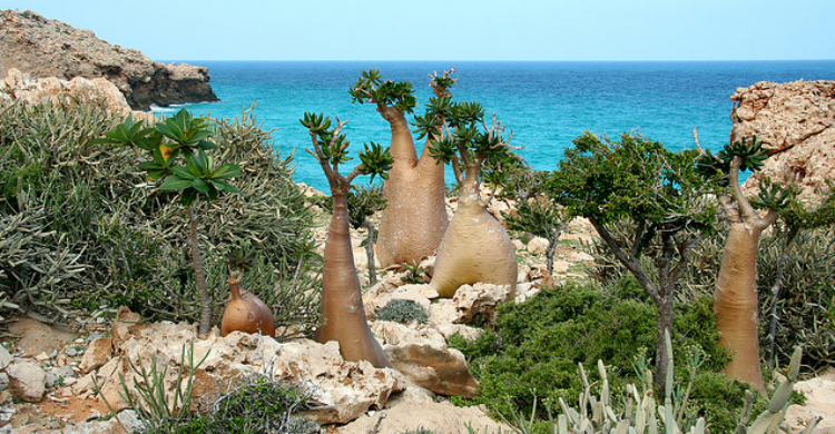 Socotra - Todd Masilko (Flickr)