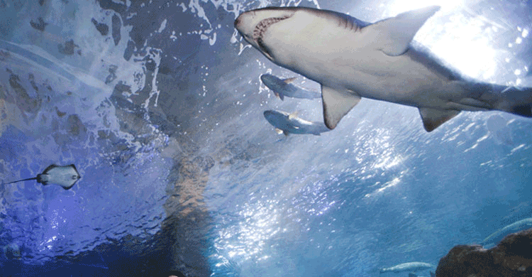 Aquariumss (aquariumss.com)