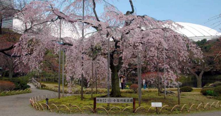 Tokio, Japón (Flickr)