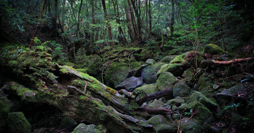 La isla de Yakushima, Japón