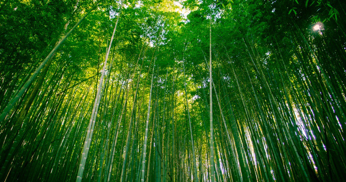 Bosques de Bambú de Arashiyama, Japón 