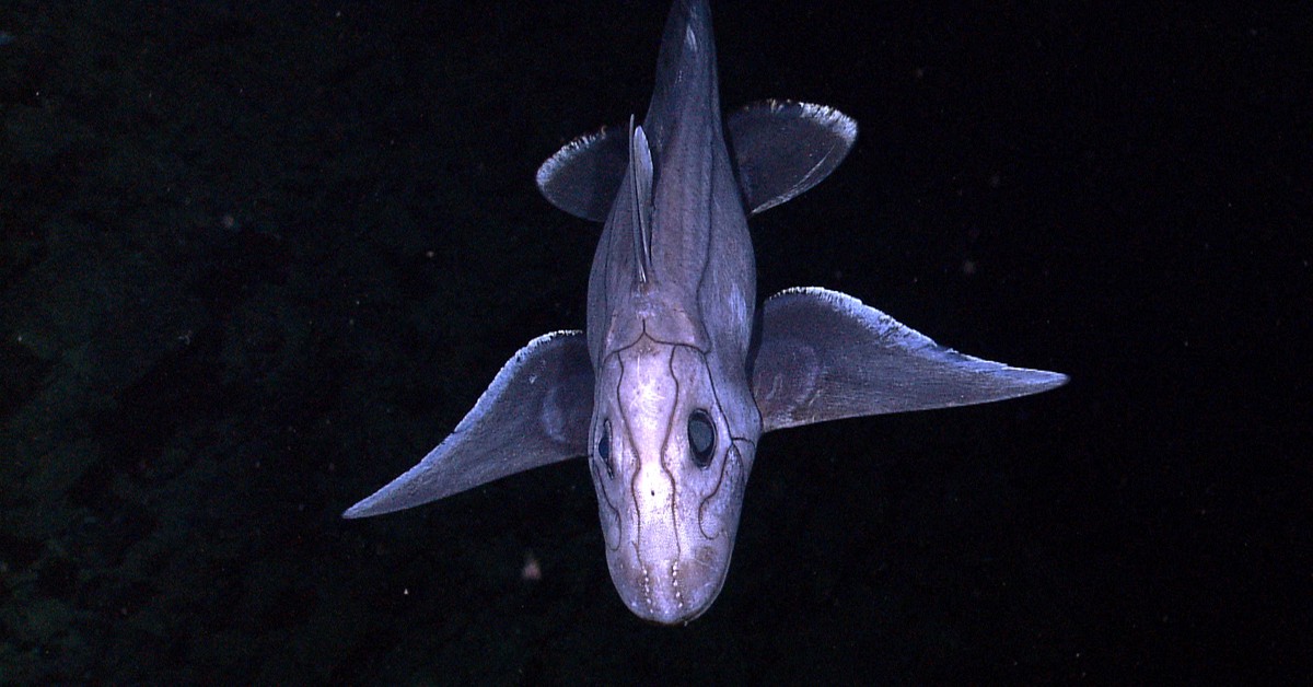 Okeanos Explorer. NOAA Ocean Explorer, Foter