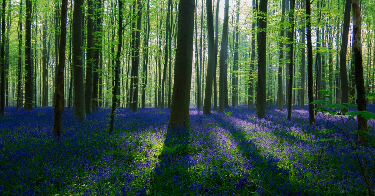 Bosque de campanillas. Christophecouckuyt, Foter