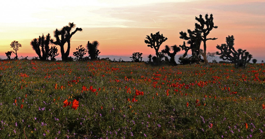 Campos de flores en el desierto. Rennett Stowe, Foter