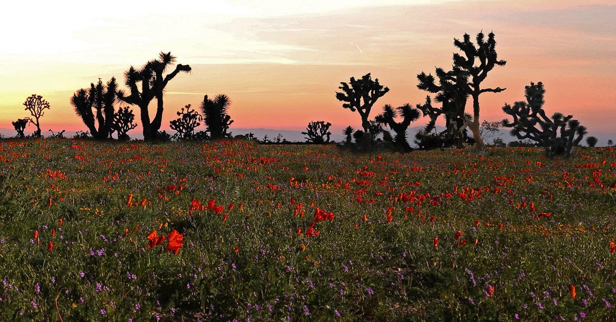 Campos de flores en el desierto. Rennett Stowe, Foter