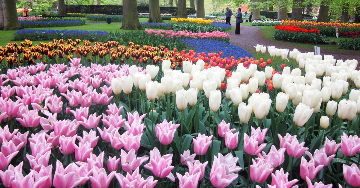 Tulipanes en Keukenhof. Tcfairyqueen, Foter