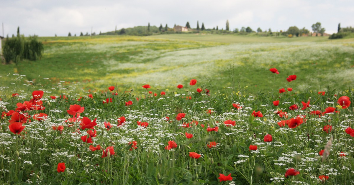 Pienza, Tosacana. Vale, Foter
