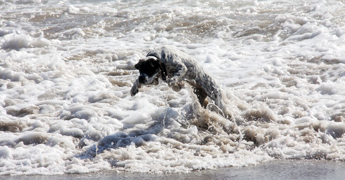 Perro en la orilla. Visualpanic, Foter