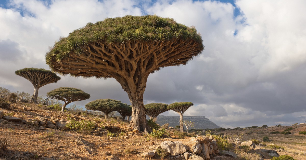 Árboles dragón en la meseta de Homhil. javarman3, iStock
