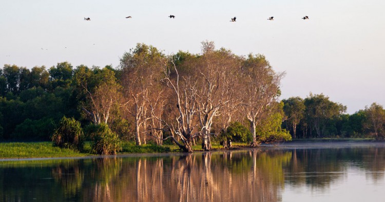 Pantano o Billabong en Australia (Istock)