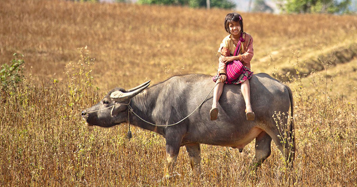 Transporte en toro en Birmania (Foto: Andrey)