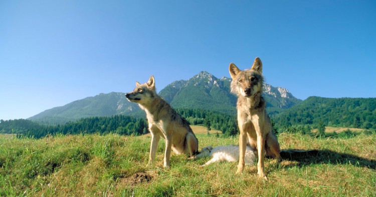 Lobos de los Cárpatos / Rumanía (Istock)