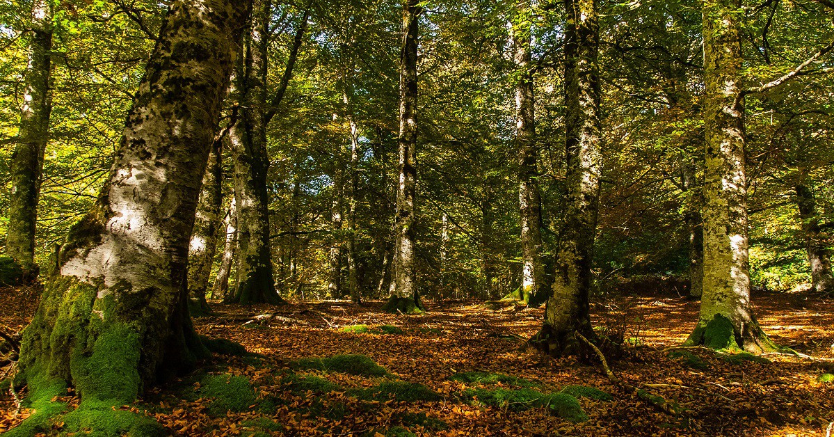 Selva de Irati Navarra - Miguel Rubira (Flckr)