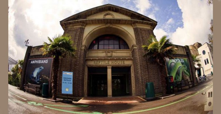reptile House / Zoo de Londres (https://www.zsl.org/zsl-london-zoo)