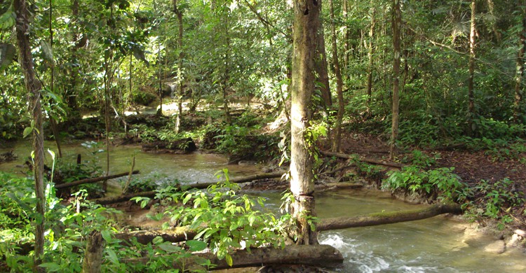 4. Selva Lacandona