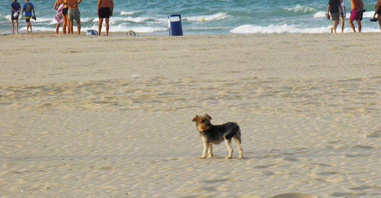 Un perro en la playa de L'Ahuir de Gandía. vicente_mb (Flickr)