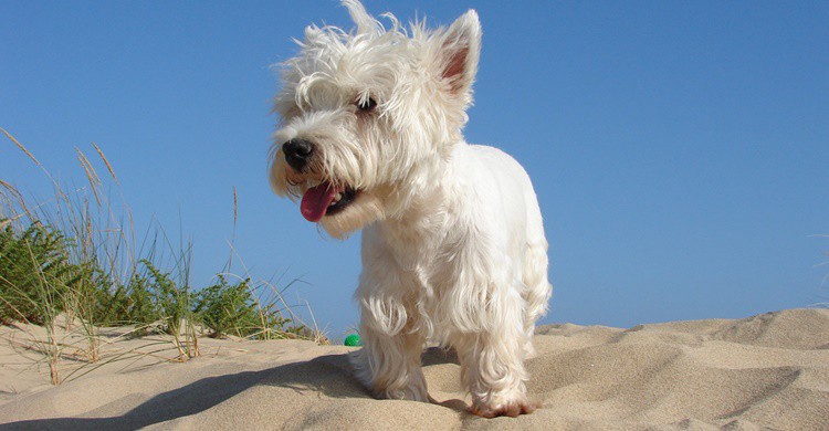 Playa y perro. Guerretto (Flickr)