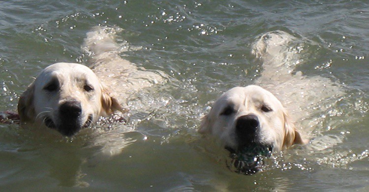 Dos perros bañándose en la playa. Lisa Risager (Flickr)