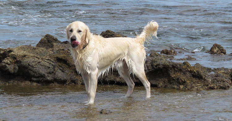 Mascota en remojo en una playa. Lisa Risager (Flickr)