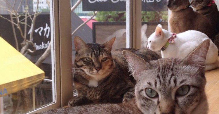 8. Cat Café Neko no Niwa, Singapur