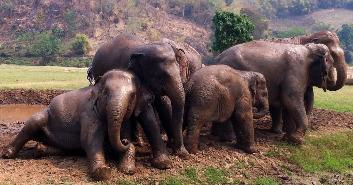 10 destinos donde ver elefantes en la naturaleza