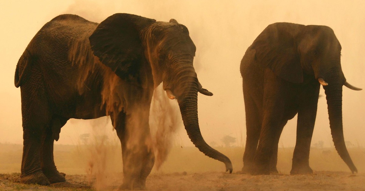 Elefantes. Parque Nacional de Chobe, Facebook