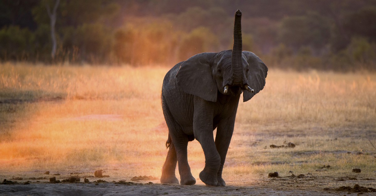 Elefante africano. SeymsBrugger, iStock