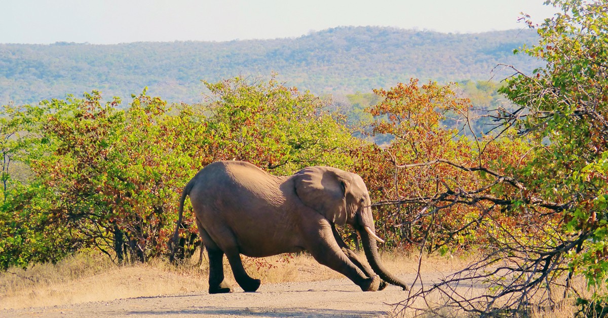 Estirando. David W. Siu, Foter