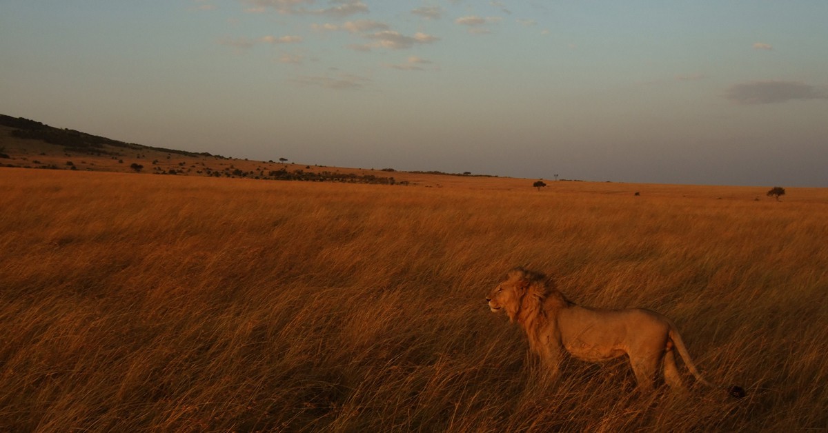 Amanecer. Eggshapedkath, Foter