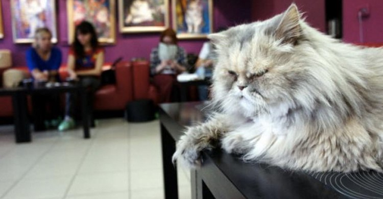 4. Museo del gato, San Petersburgo, Rusia