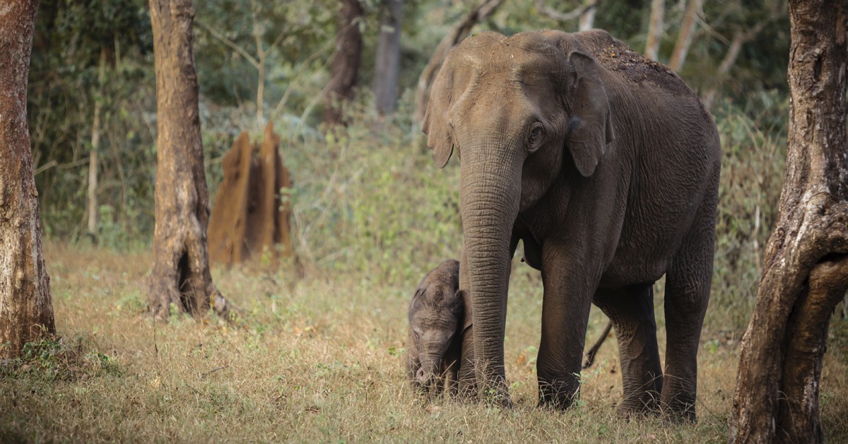 Elefante en Nagarhole, Kerala. Chantal-Reed, iStock
