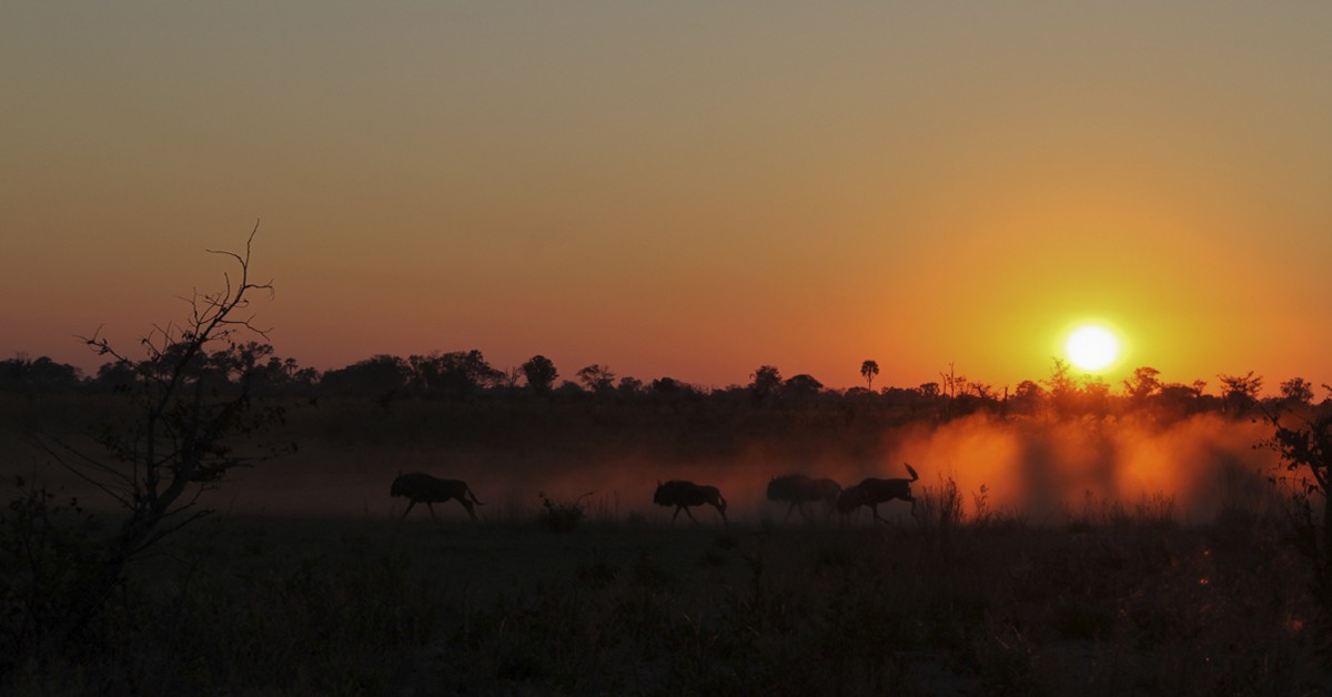 Ñus al amanecer en el delta. Rosa Furtado, iStock