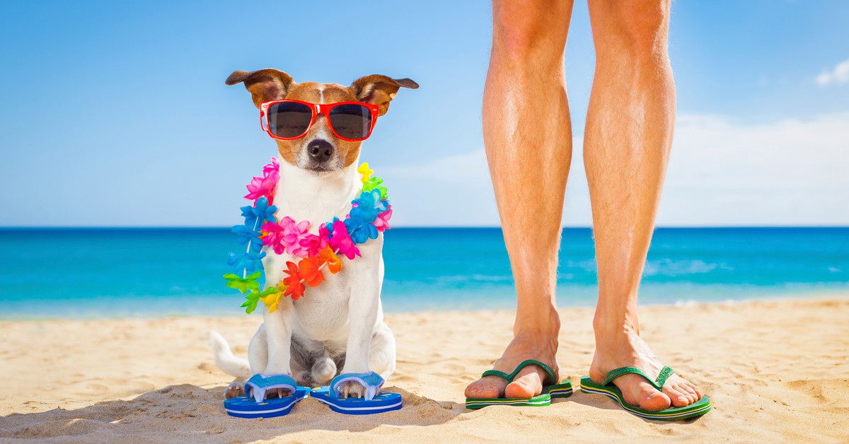 10 playas que admiten perros