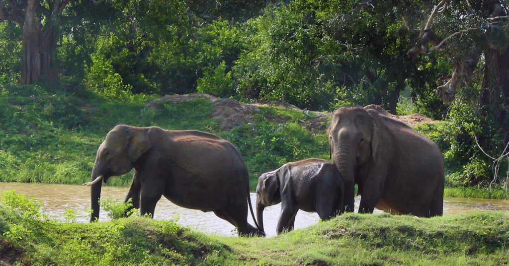 Yala. Yala Sri Lanka, Facebook