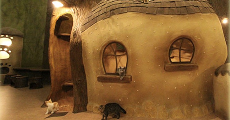 café de Gatos (facebook.com/catcafe.temarinoouchi)