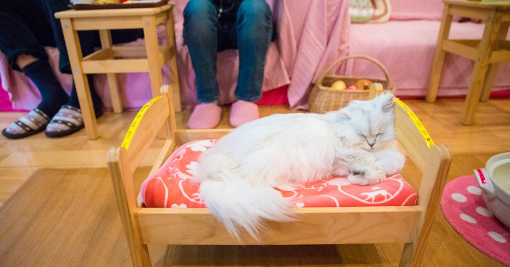 Sigue leyendo 10 bares del mundo para los amantes de los gatos