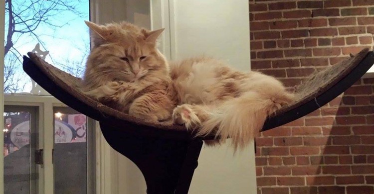 Cat Cafe/ Montreal (cafedeschats.ca)