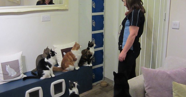 3. Totnes Cats Cafe, Totnes, Devon, Inglaterra