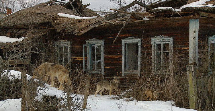lobos merodean una casa abandanoda en Chernóbil (Istock)