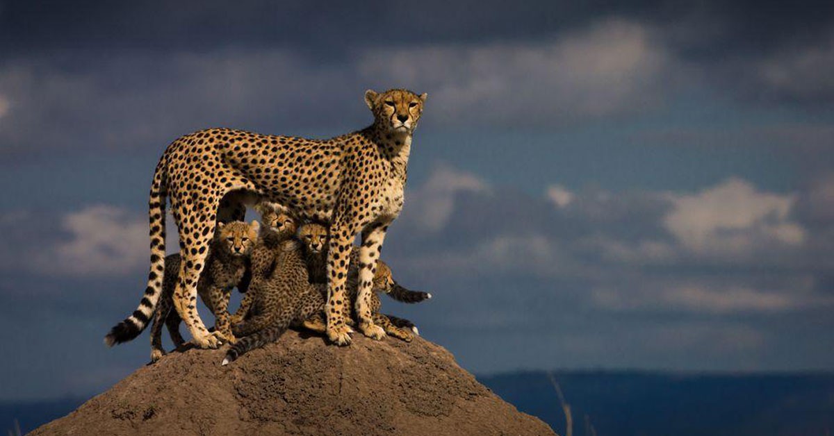 El medio de referencia National Geographic (Fuente: Nationalgeographic.com)