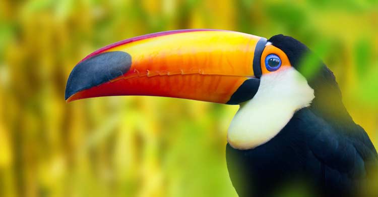 Panamá es el segundo país de América con mayor biodiversidad (iStock)