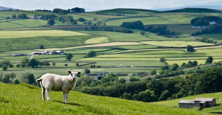 Yorkshire Dales (Istock)