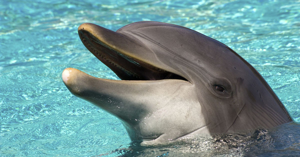 Espectáculo con delfines (iStock)