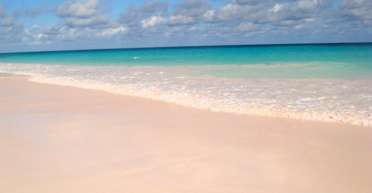Playa de Pink Sand. Mike's Birds (Flickr)